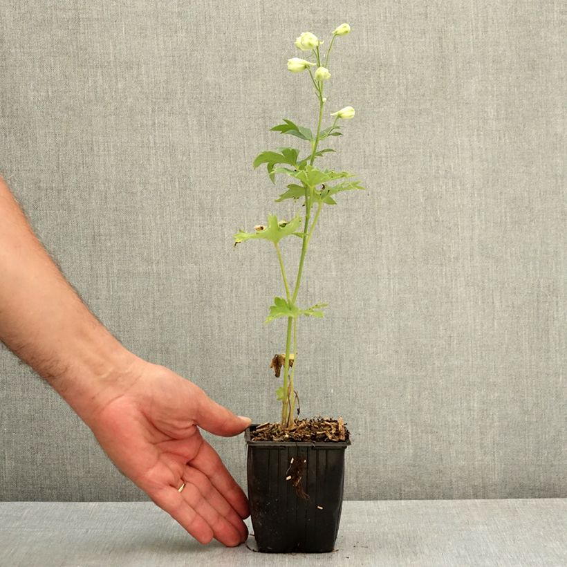 Delphinium elatum Double Innocence - Larkspur 8/9 cm pot sample as delivered in summer