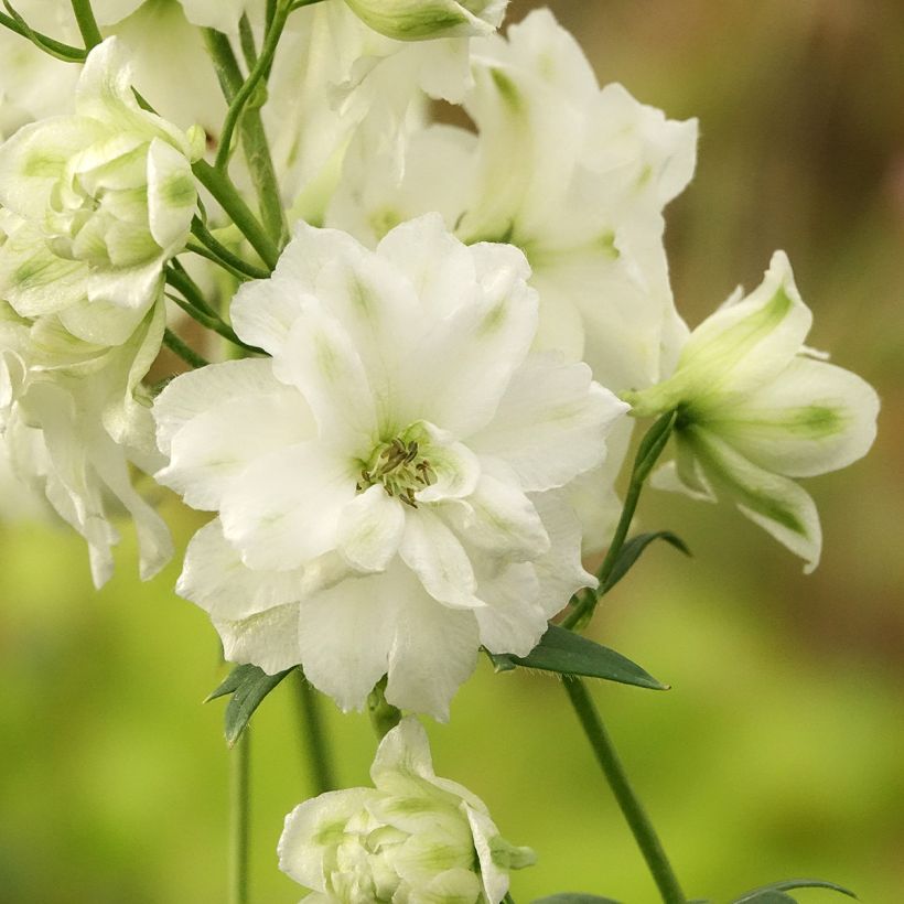Delphinium elatum Double Innocence - Larkspur (Flowering)