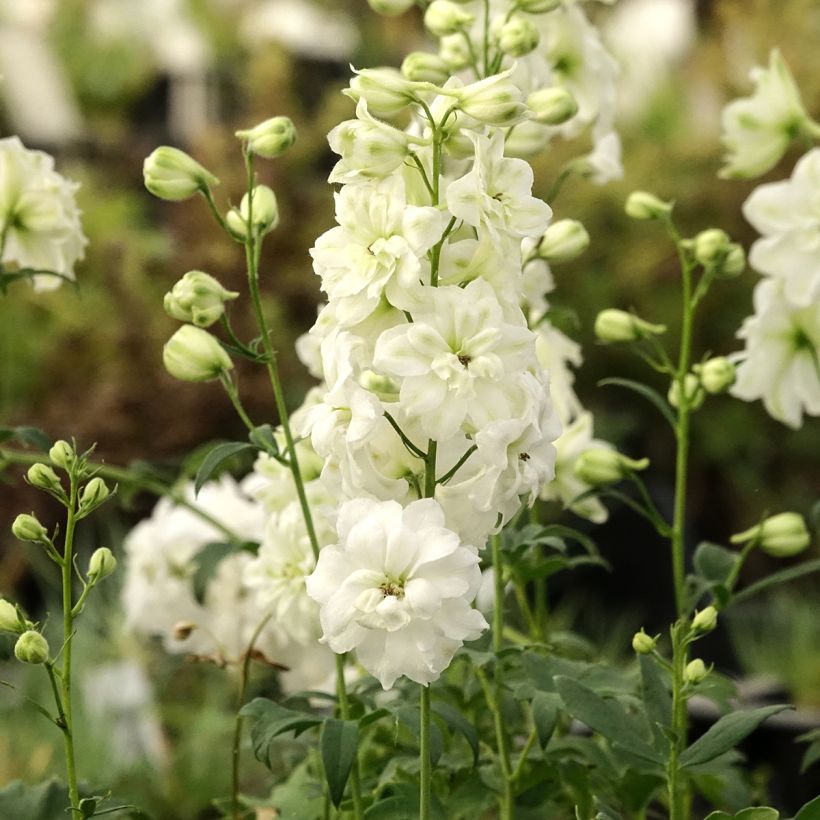 Delphinium elatum Double Innocence - Larkspur (Plant habit)