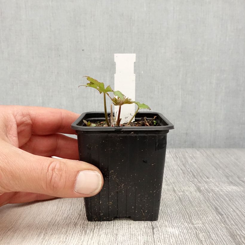 Delphinium Flamenco - Larkspur 8/9 cm pot sample as delivered in spring