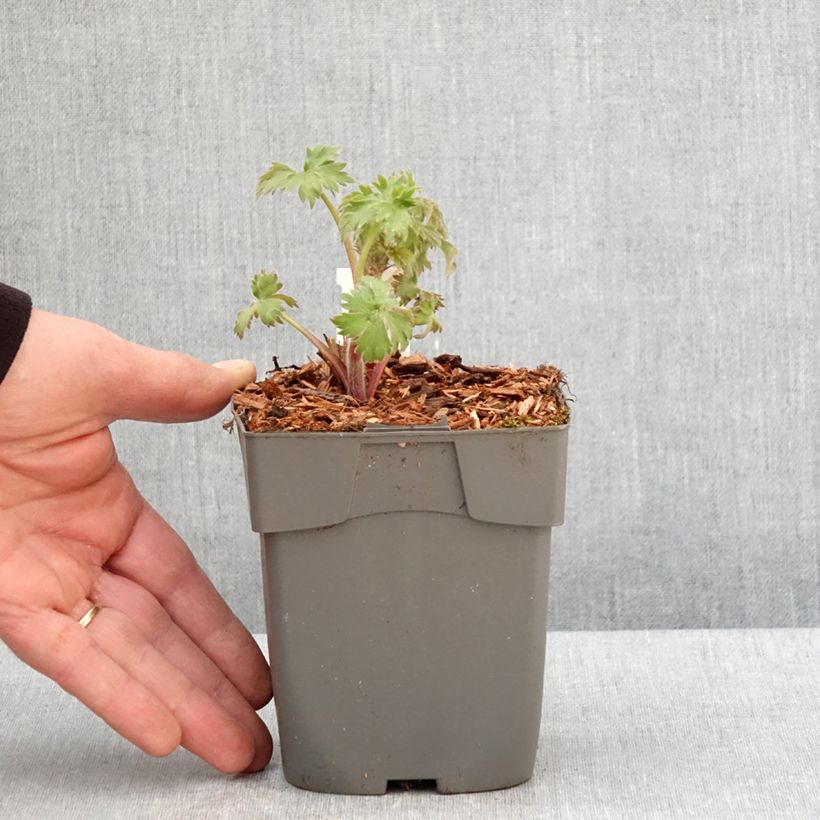 Delphinium Samba - Larkspur 8/9 cm pot sample as delivered in spring