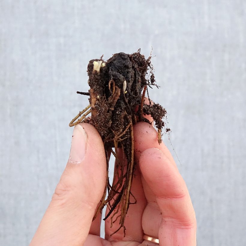 Delphinium Astolat Group - Larkspur Bare root sample as delivered in winter