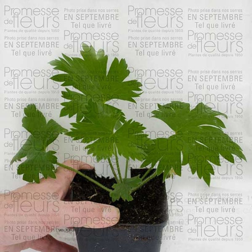Example of Delphinium Pacific Guinerve - Pied d'Alouette vivace Godet de 7/8 cm specimen as delivered