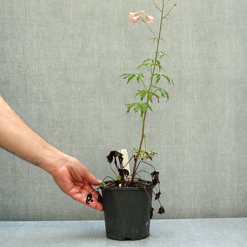 Delphinium ruysii Pink Sensation - Larkspur 2L/3L pot sample as delivered in autumn