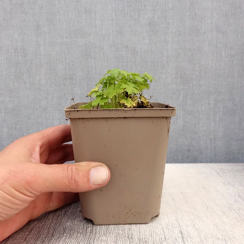 Delphinium Finsteraarhorn - Larkspur 8/9 cm pot sample as delivered in spring