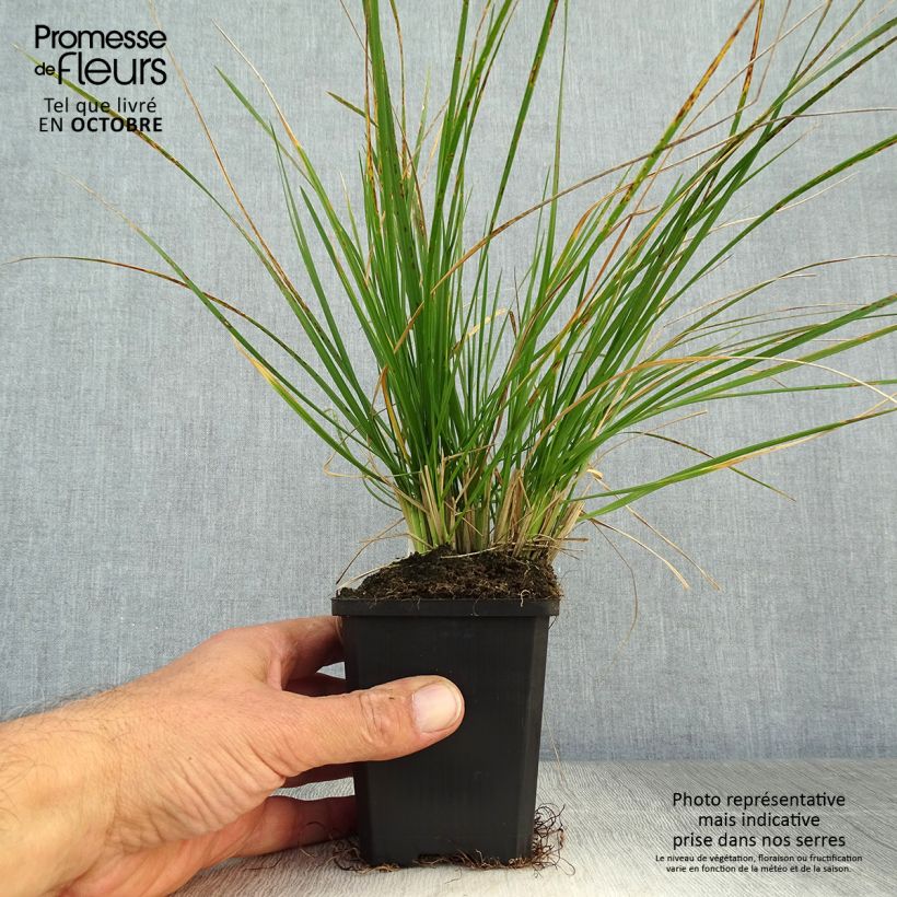 Deschampsia caespitosa 8/9 cm pot sample as delivered in autumn