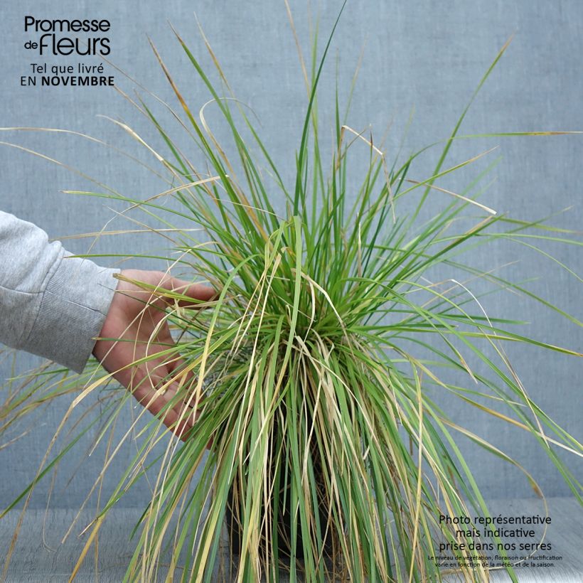 Deschampsia caespitosa 2L/3L pot sample as delivered in autumn