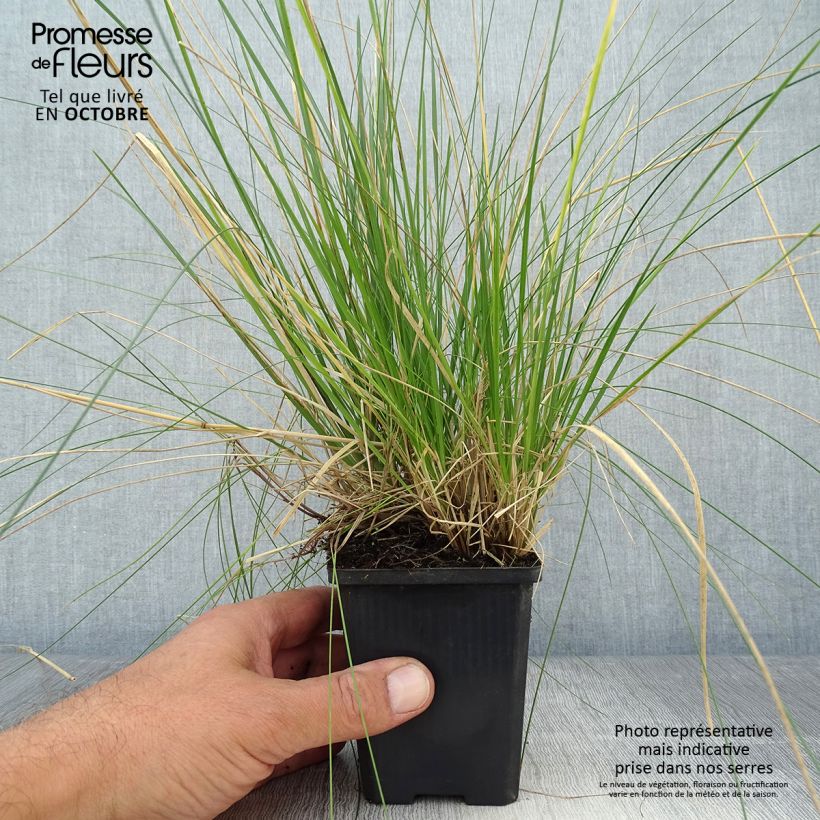 Deschampsia caespitosa Goldtau 8/9 cm pot sample as delivered in autumn