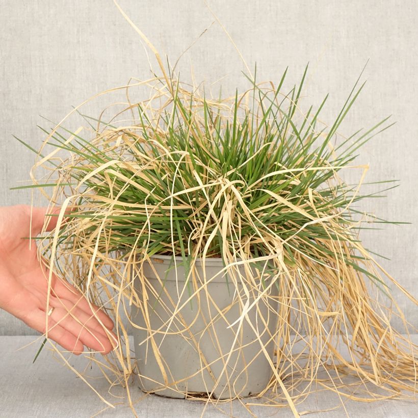 Deschampsia cespitosa Palava 3L/4L pot sample as delivered in spring