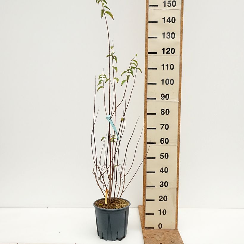 Deutzia crenata Pride of Rochester 7.5L/10L pot sample as delivered in autumn
