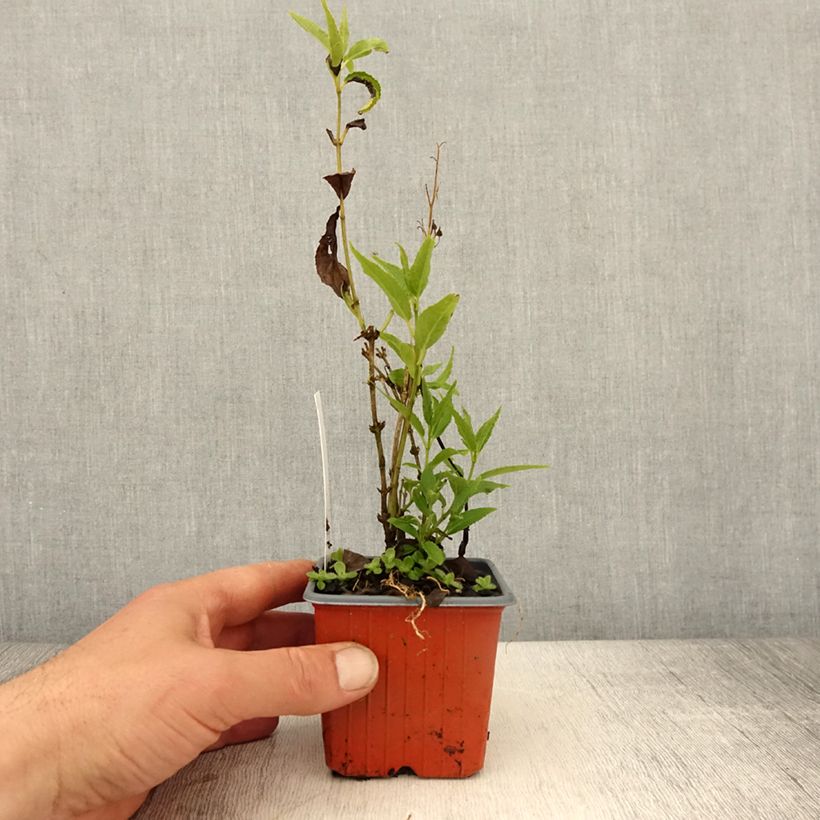 Deutzia gracilis 8/9 cm pot sample as delivered in spring