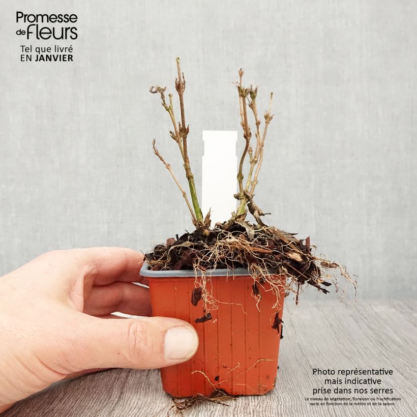 Deutzia gracilis Nikko 8/9 cm pot sample as delivered in winter