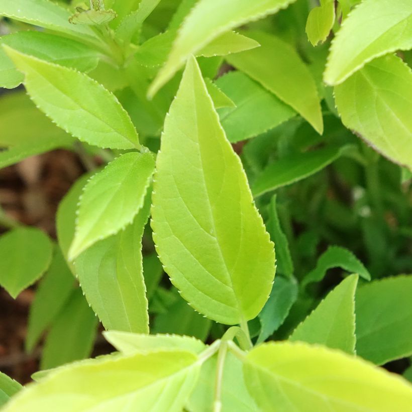 Deutzia gracilis Variegata (Foliage)