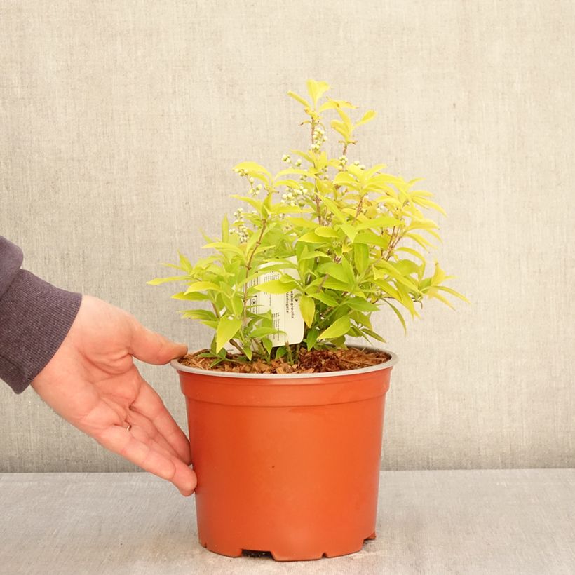 Deutzia gracilis Variegata 3L/4L pot sample as delivered in spring