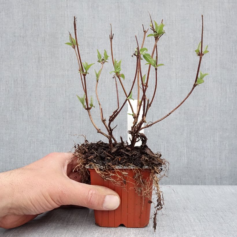 Deutzia Strawberry Fields 8/9 cm pot sample as delivered in spring