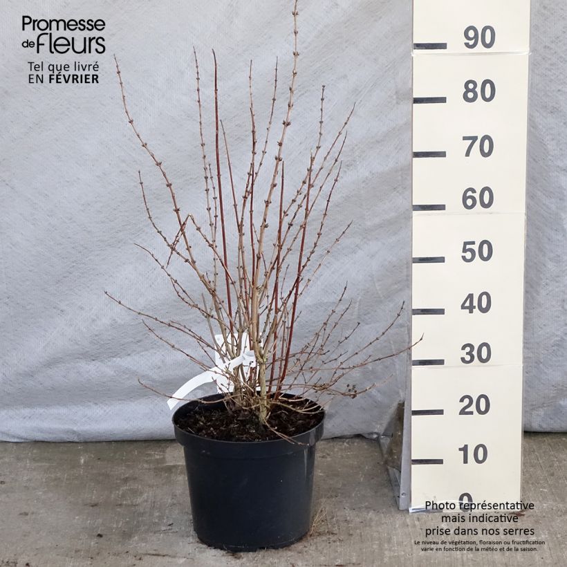 Deutzia Mont Rose 7.5L/10L pot sample as delivered in winter
