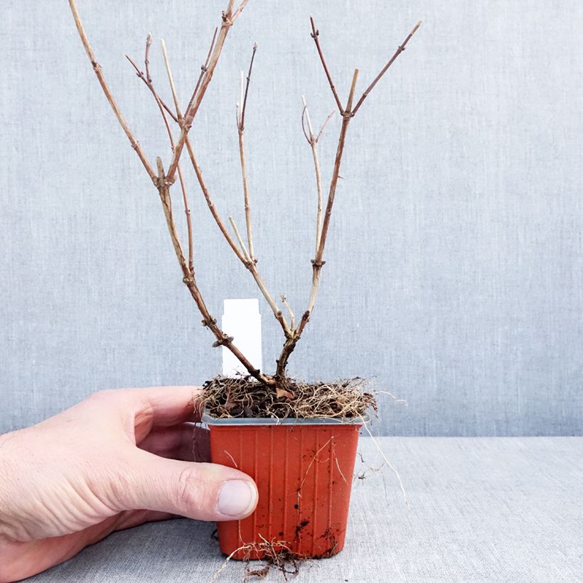Deutzia Mont Rose 8/9 cm pot sample as delivered in winter