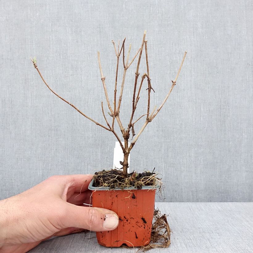 Deutzia Mont Rose 8/9 cm pot sample as delivered in spring