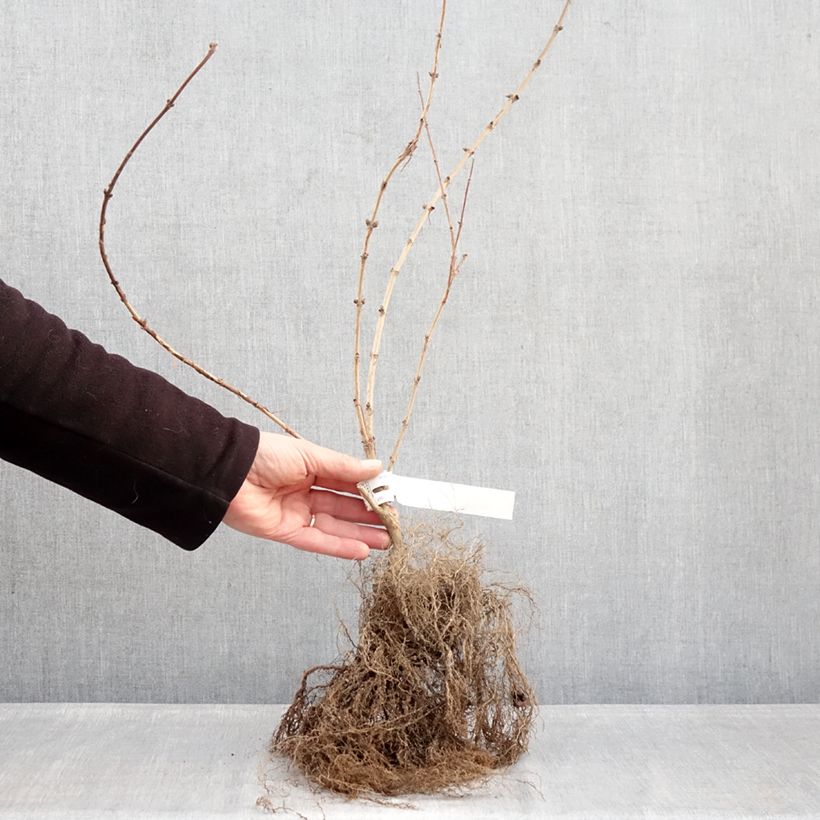 Deutzia Mont Rose Bare root sample as delivered in winter