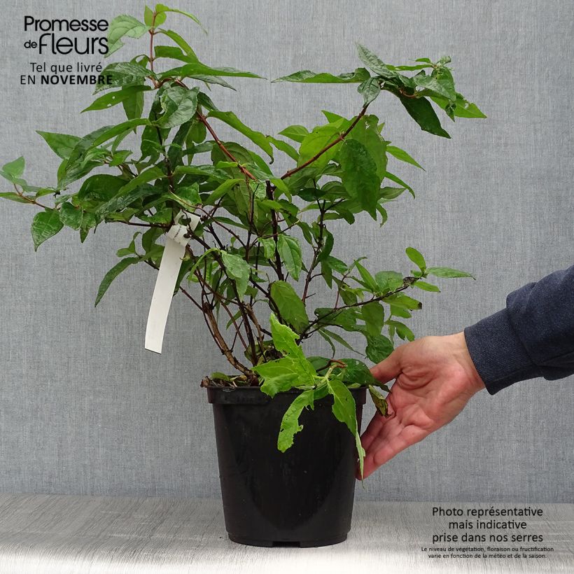 Deutzia Raspberry Sundae 3L/4L pot sample as delivered in autumn
