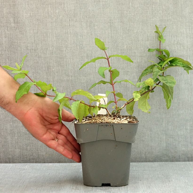 Deutzia Raspberry Sundae 2L/3L pot sample as delivered in summer