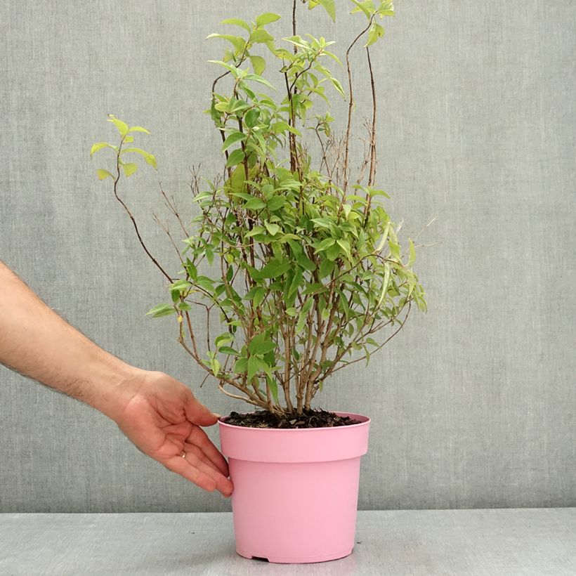 Deutzia Million Stars Pink Cloud 3L/4L pot sample as delivered in summer
