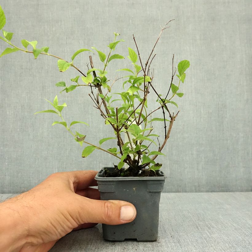Deutzia Perle Rose 8/9 cm pot sample as delivered in summer
