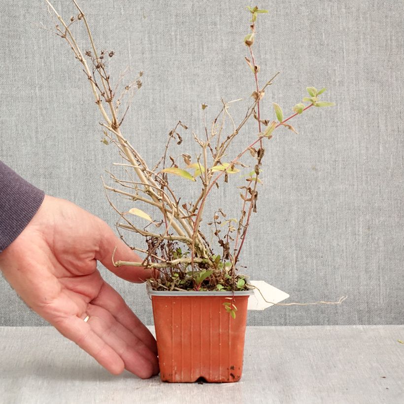 Deutzia purpurascens Kalmiiflora 8/9 cm pot sample as delivered in autumn