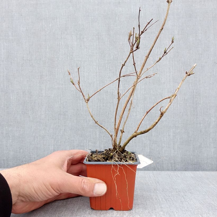 Deutzia purpurascens Kalmiiflora 8/9 cm pot sample as delivered in spring