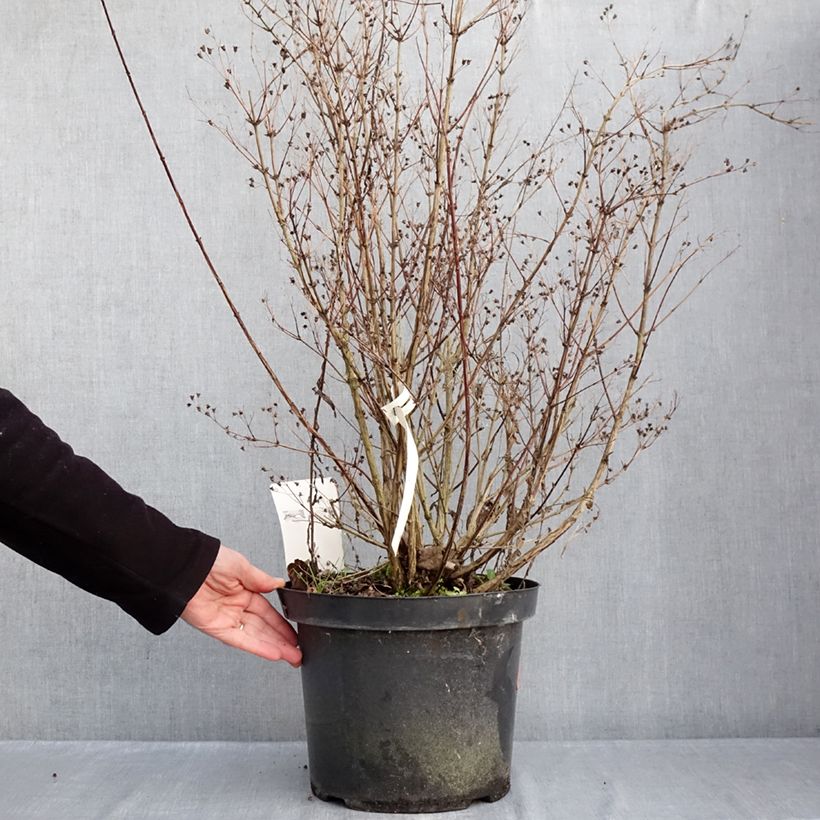 Deutzia purpurascens Kalmiiflora 7.5L/10L pot sample as delivered in winter