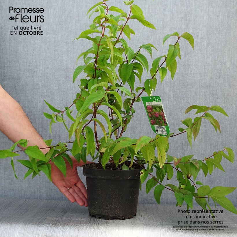 Deutzia Tourbillon Rouge 2L/3L pot sample as delivered in autumn
