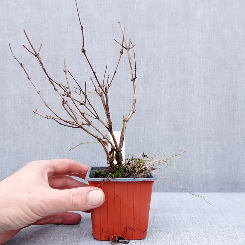 Deutzia x lemoinei  8/9 cm pot sample as delivered in winter