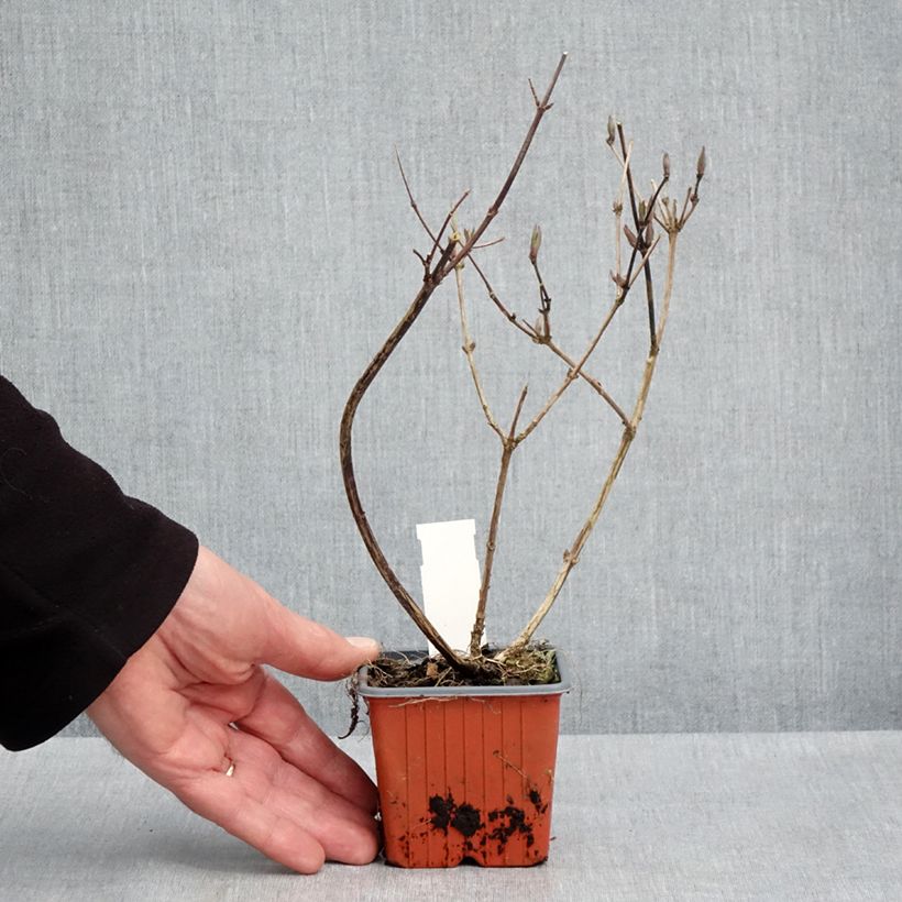 Deutzia x lemoinei  8/9 cm pot sample as delivered in spring