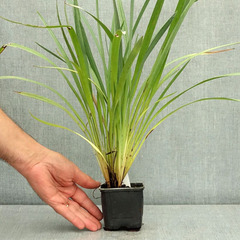 Dianella caerulea Cassa Blue - Blue Flax Lily 8/9 cm pot sample as delivered in summer
