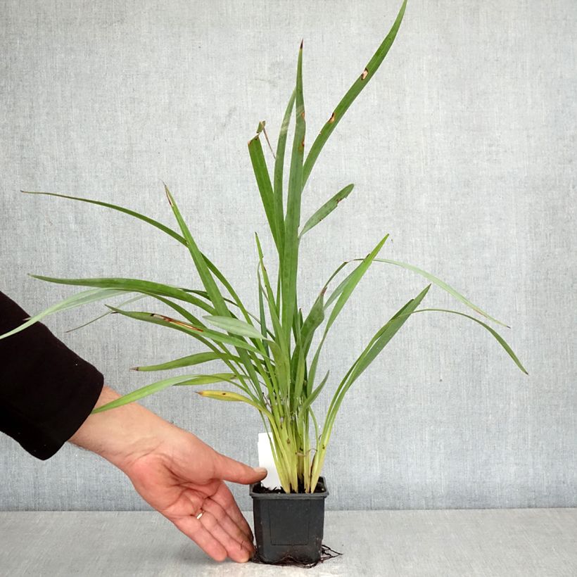 Dianella caerulea Cassa Blue - Blue Flax Lily 8/9 cm pot sample as delivered in spring