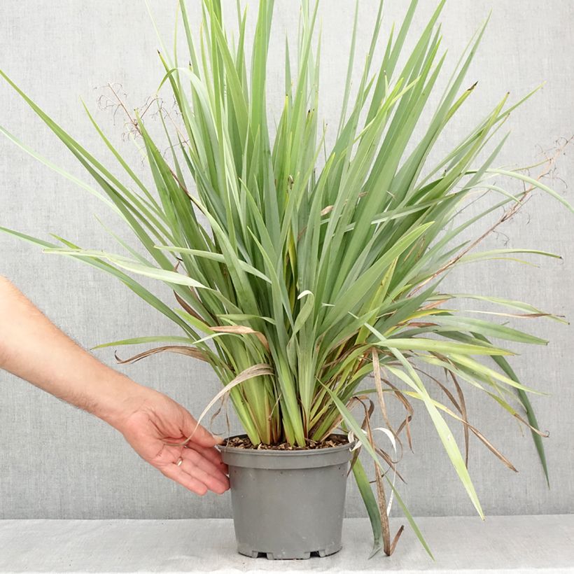 Dianella caerulea Cassa Blue - Blue Flax Lily 2L/3L pot sample as delivered in summer