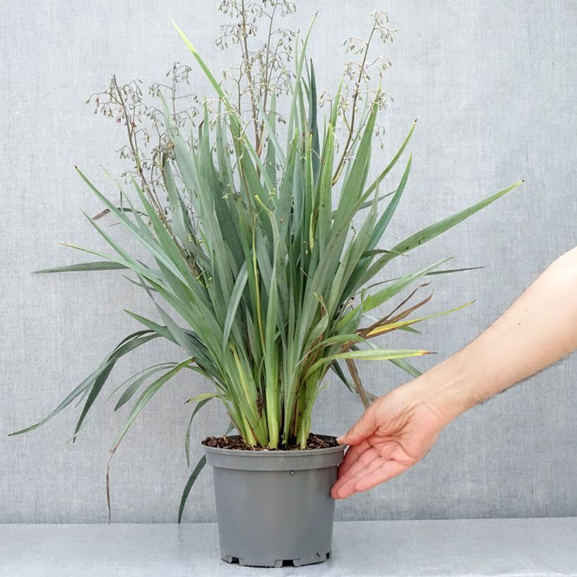 Dianella caerulea Cassa Blue - Blue Flax Lily 2L/3L pot sample as delivered in spring