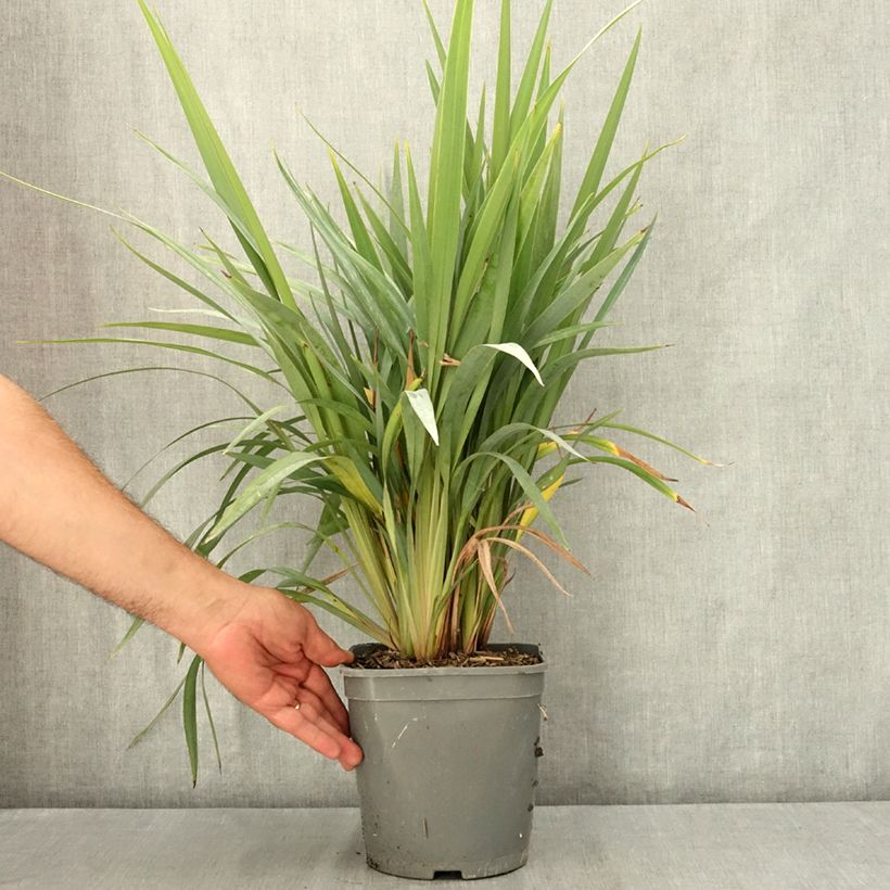 Dianella revoluta Clarity Blue - Flax lily 4L/5L pot sample as delivered in summer