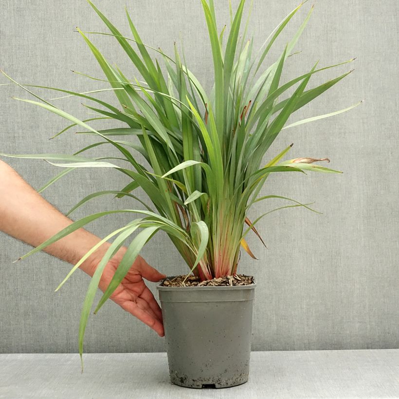 Dianella revoluta Clarity Blue - Flax lily 4L/5L pot sample as delivered in spring