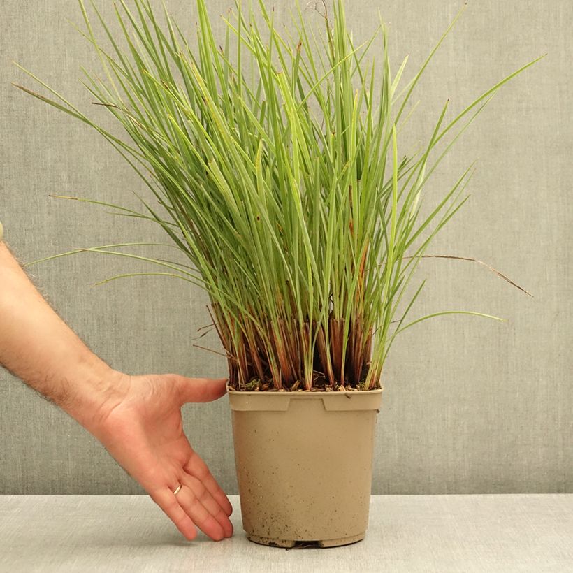 Dianella revoluta Coolvista 3L/4L pot sample as delivered in autumn