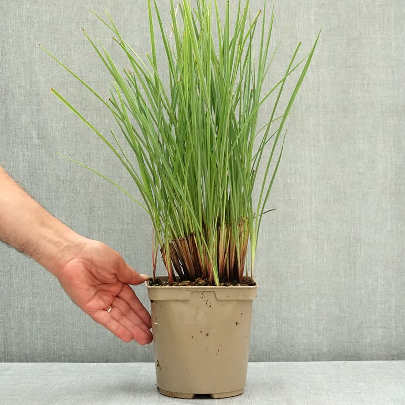 Dianella revoluta Coolvista 3L/4L pot sample as delivered in summer