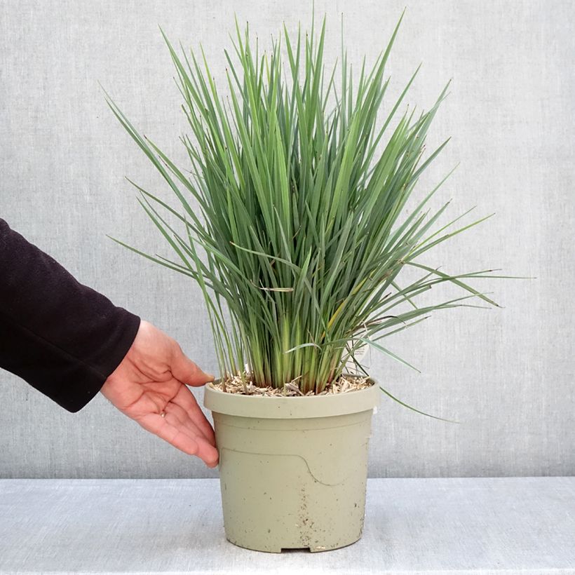 Dianella revoluta Coolvista 3L/4L pot sample as delivered in spring