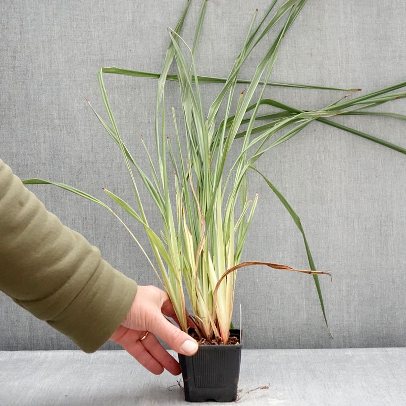 Dianella tasmanica Silver Fox® - Tasman flax-lily 8/9 cm pot sample as delivered in winter