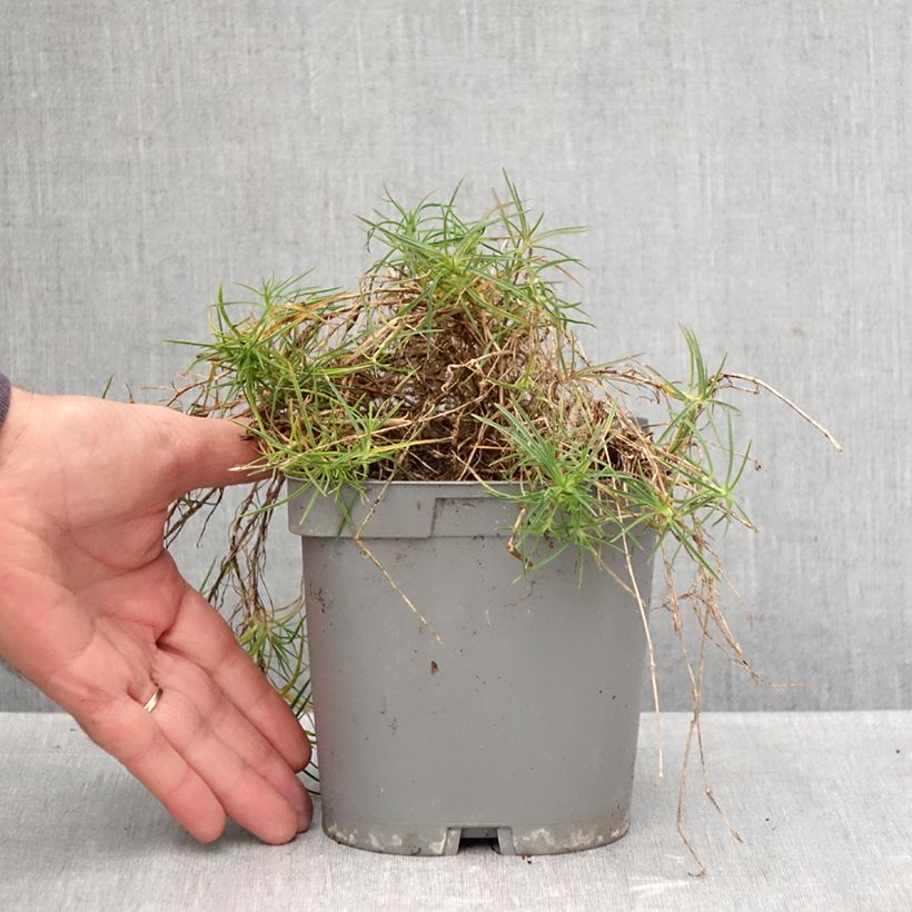 Dianthus arenarius 2L/3L pot sample as delivered in autumn