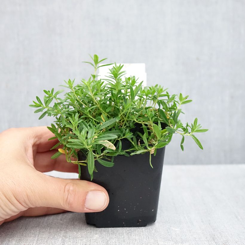 Dianthus deltoides Arctic Fire 8/9 cm pot sample as delivered in autumn
