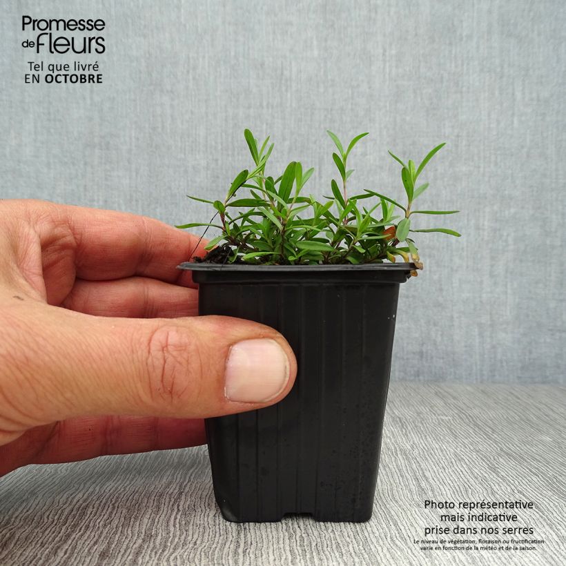 Dianthus deltoides Brilliant 7/8 cm pot sample as delivered in autumn