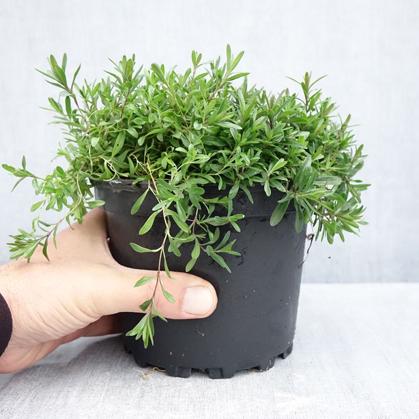 Dianthus deltoides Flashing Light 2L/3L pot sample as delivered in autumn