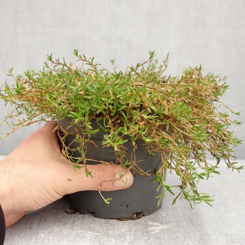 Dianthus deltoides 1.5L/2L pot sample as delivered in autumn
