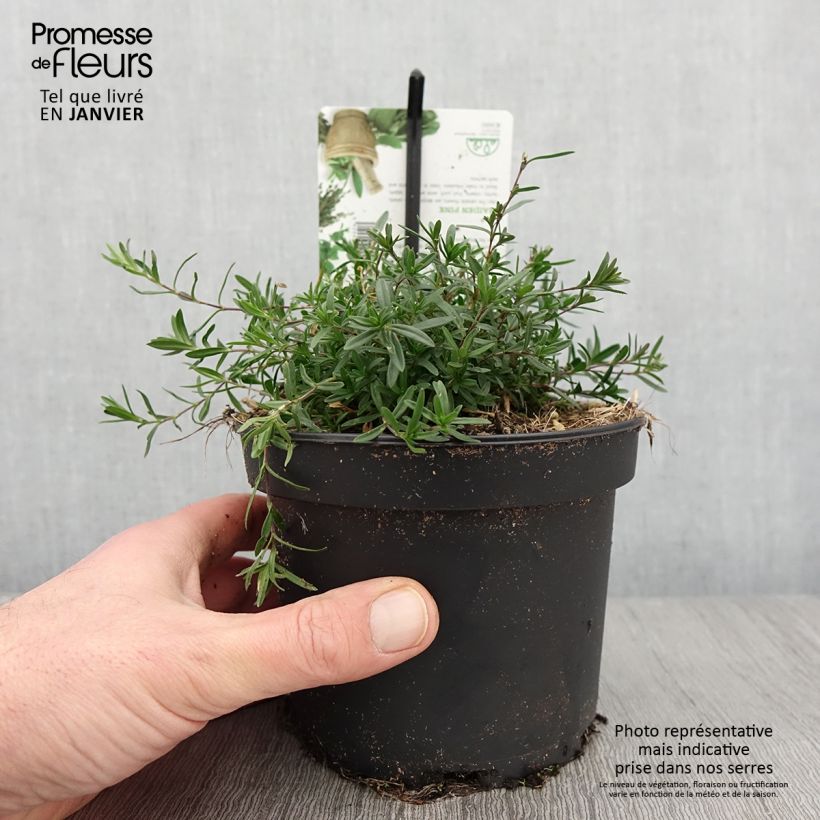 Dianthus deltoides 1.5L/2L pot sample as delivered in winter