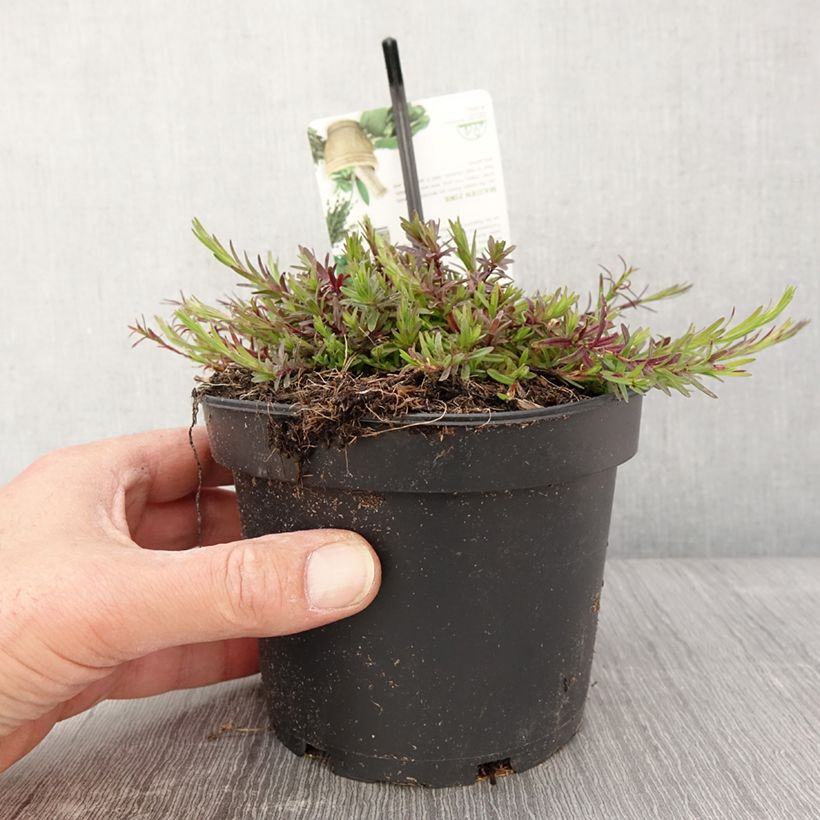 Dianthus deltoides 1.5L/2L pot sample as delivered in spring